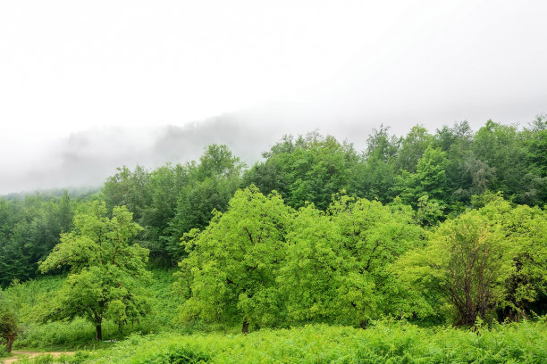 风景素材薄雾远山草地树林