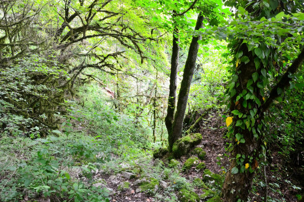 风景素材薄雾远山草地树林