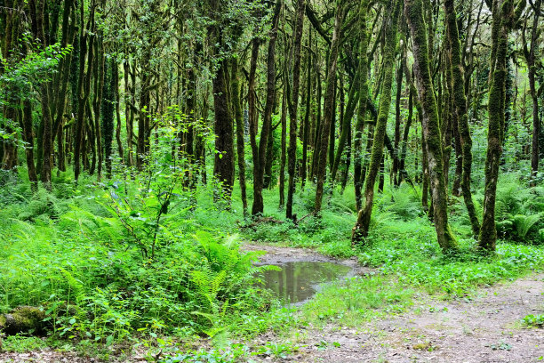 风景素材薄雾远山草地树林