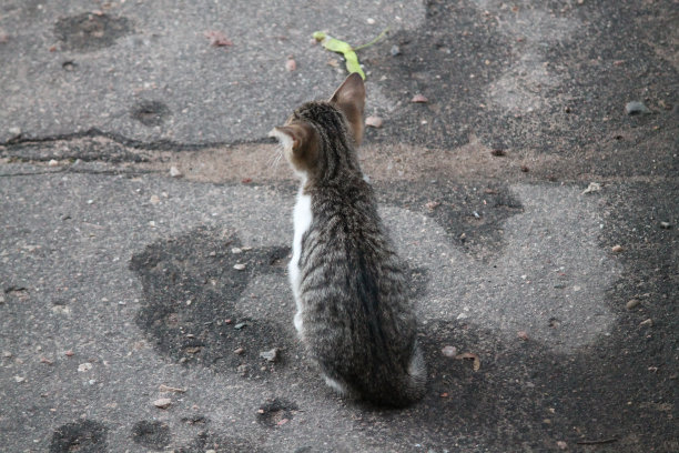 鸡尾鹦鹉