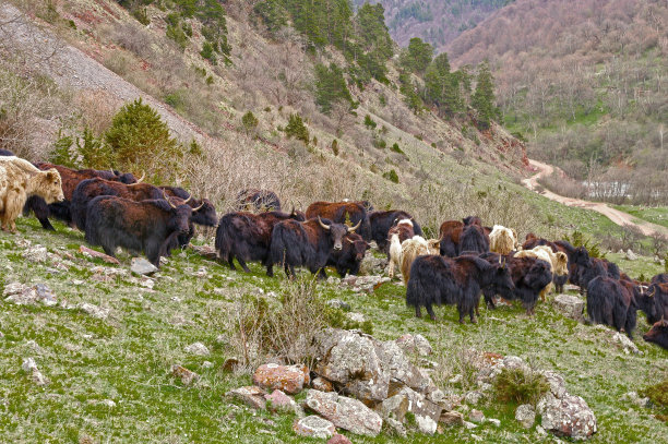山谷中的牦牛群