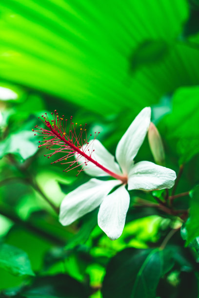 黄色的月季花苞图片