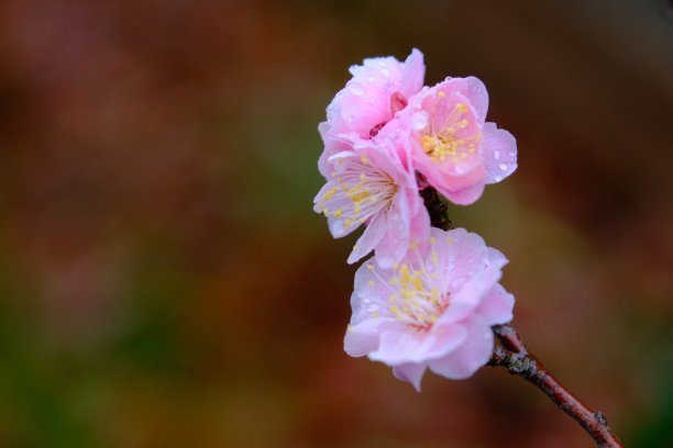 雨水诗意