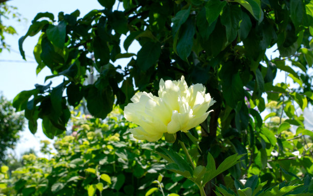 鲜花盛开,牡丹树,花簇