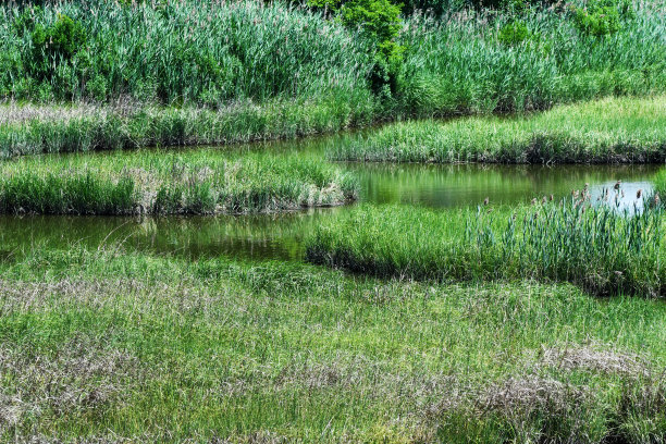 沼泽,草原,自然保护区