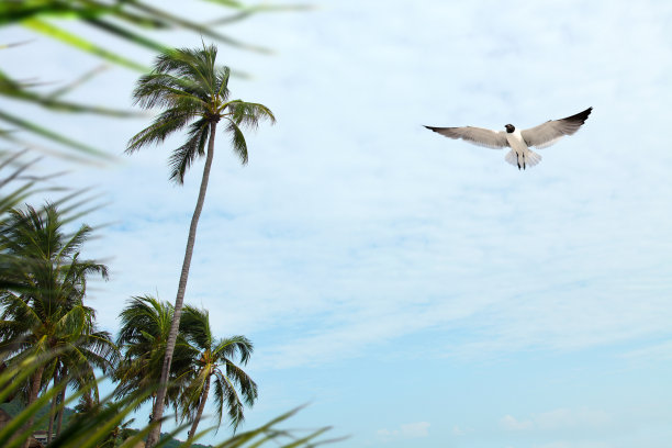 椰树蓝天海鸥