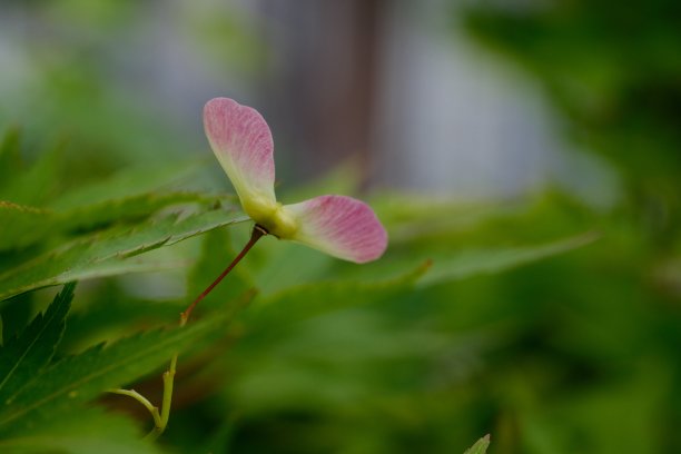 竹蜻蜓