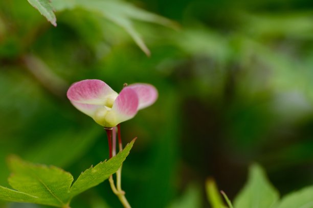 竹蜻蜓