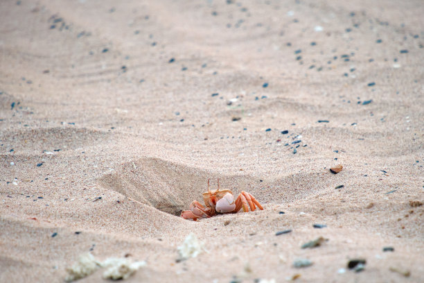 沙滩上的螃蟹洞