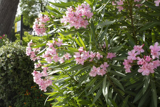 蜜蜂标本