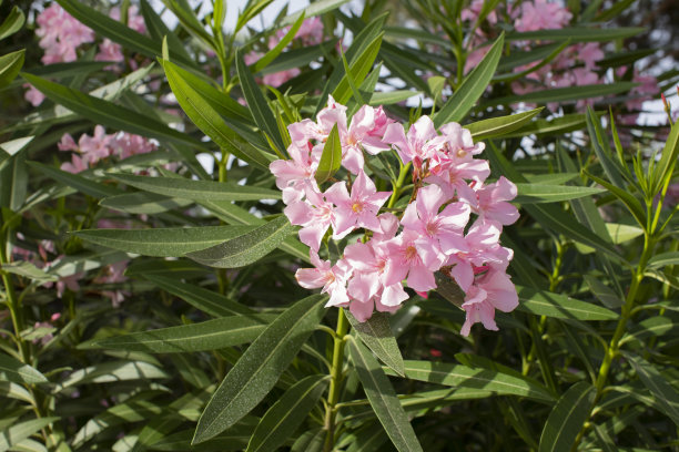 蜜蜂标本