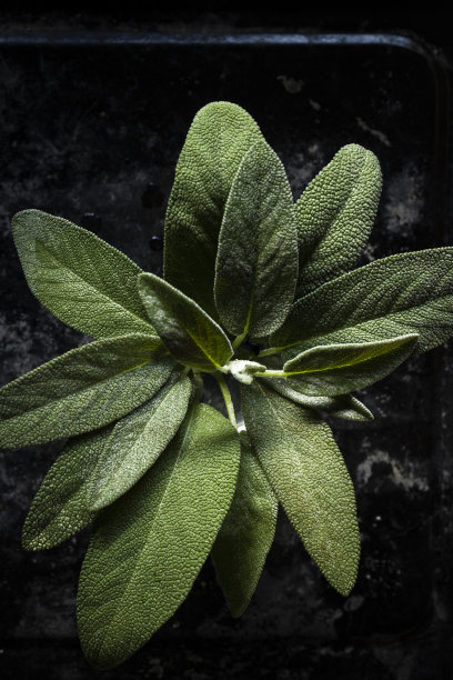 草本,叶子,植物学