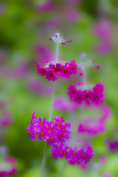 樱草属,花簇,花头