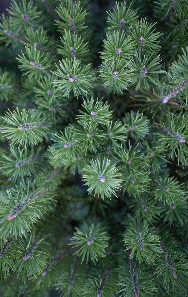 仙人掌 针叶植物