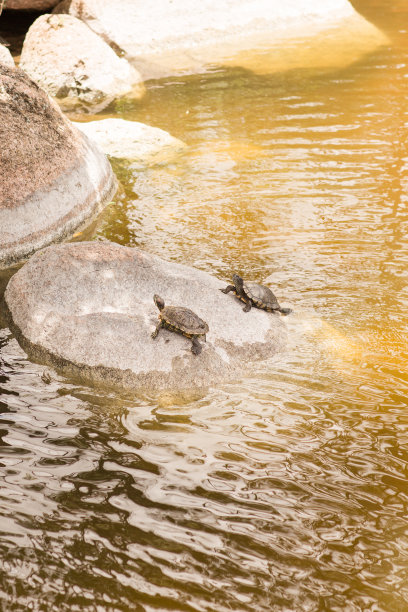 流水乌龟