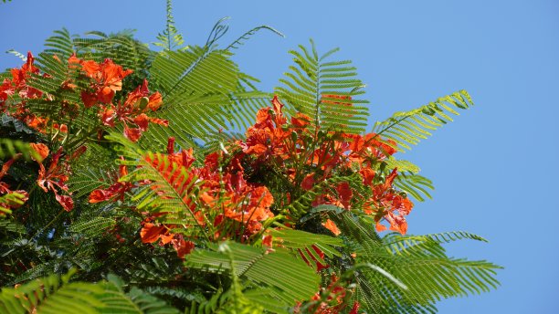 热带植物花卉叶子天顶