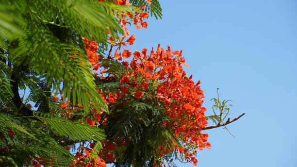 热带植物花卉叶子天顶