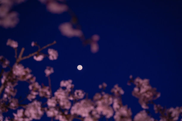 樱花 背光 风景 花朵 粉色 