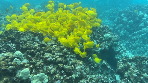 彩色海底热带鱼群风景