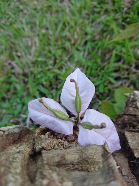 绿植设计,形象墙