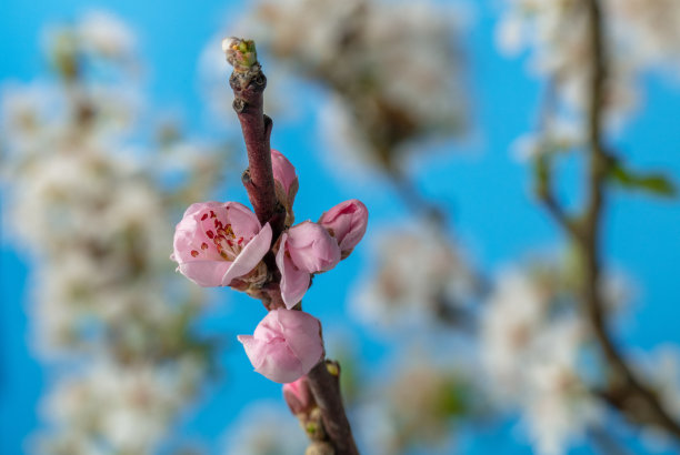 桃树林花卉特写