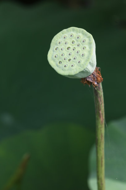 枯萎的藕