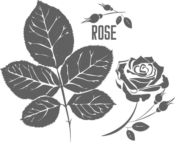 花茶标签-玫瑰花