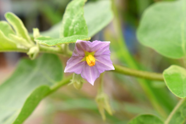 玫瑰花茄