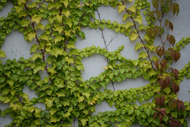 藤蔓植物墙