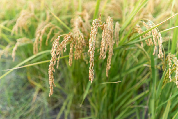 农作物,稻,土产