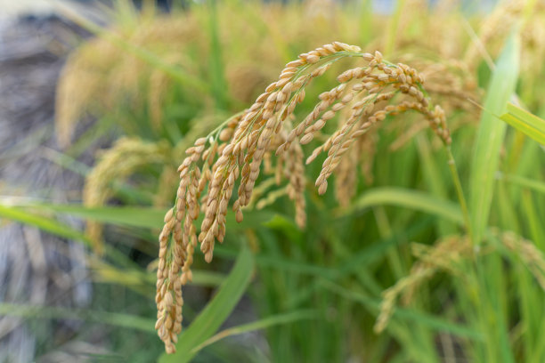 农作物,栽培植物,稻