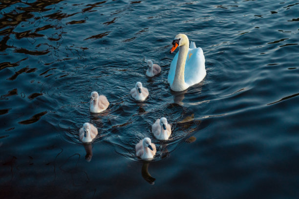 池塘里的一群鸭子