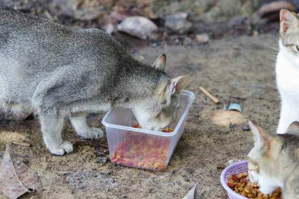 小猫,猫食,猫科动物