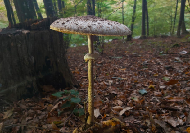 木桩上的蘑菇