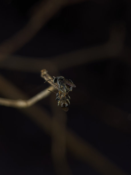 蜜蜂标本