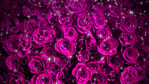 玫瑰紫红色星星