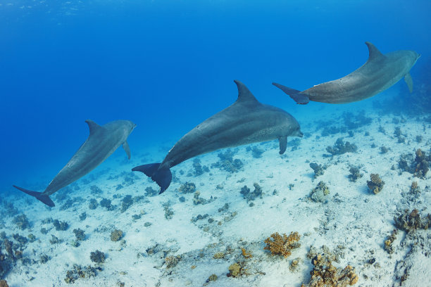 嬉戏海豚与美丽珊瑚礁海底世界
