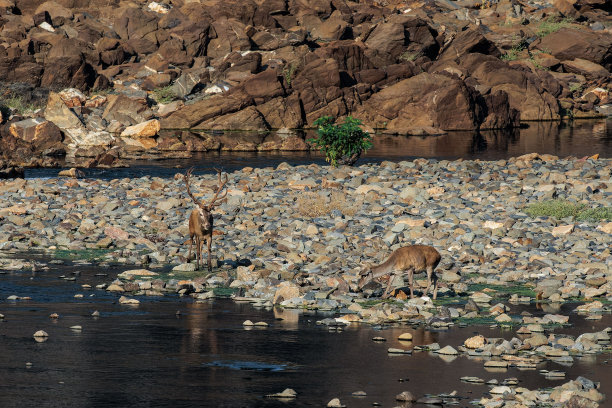 山峰湖水河流小溪鹿