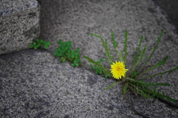 大理石拼花