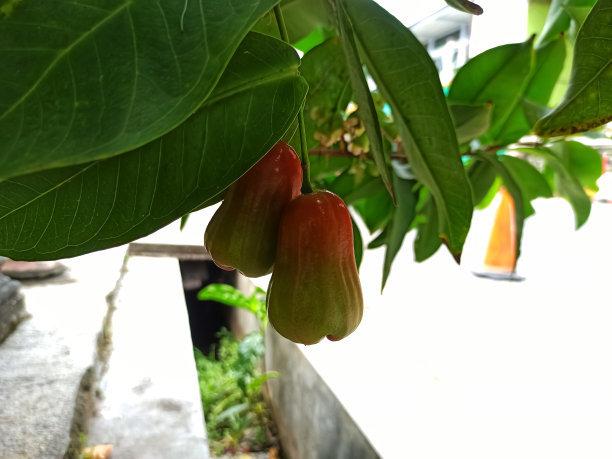 印尼腰果花
