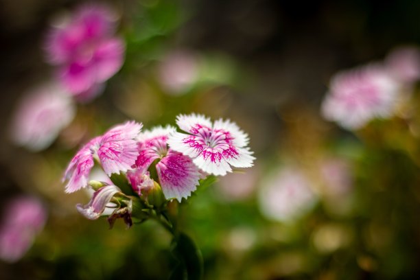中国白粉色石竹花