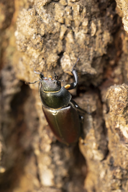 甲虫,雌性动物,鹿角锹虫