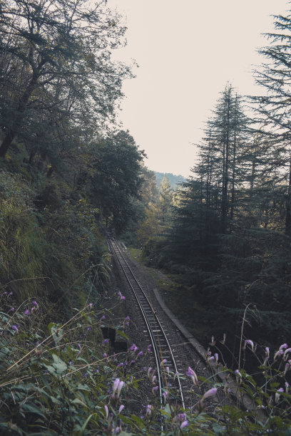 秋季森林老式铁路