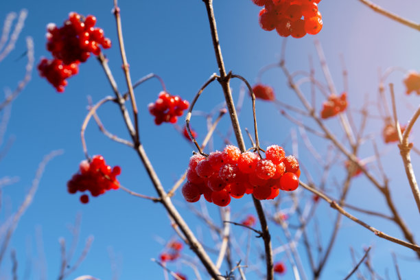 蝴蝶戏珠花