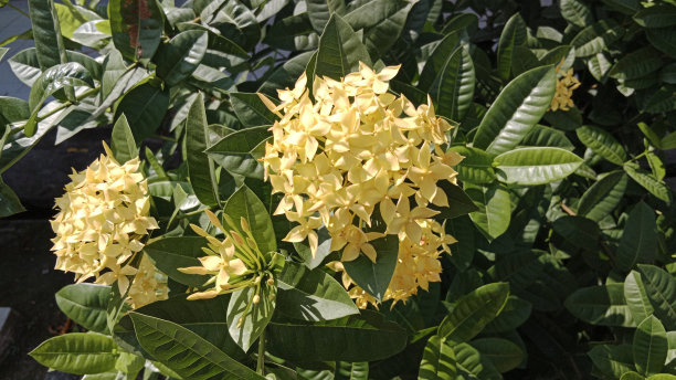 彩蝶与金鸡菊