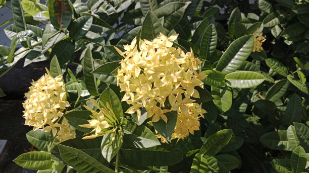 彩蝶与金鸡菊