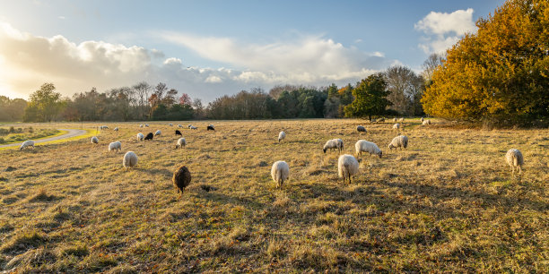 草原牧场秋色晚霞羊群