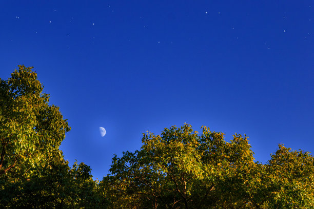 月夜银杏