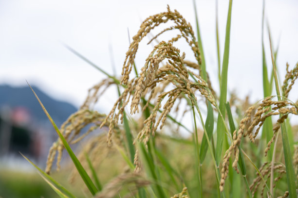 农作物,谷类,小麦