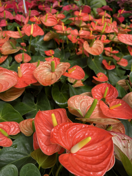 新年花坛装点